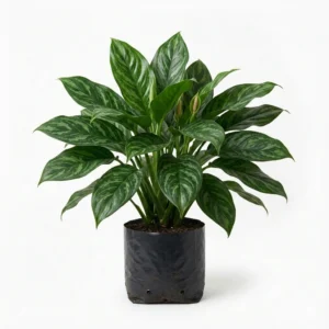 Aglaonema
