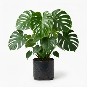 Monstera Deliciosa (Costilla de Adán) en Matera