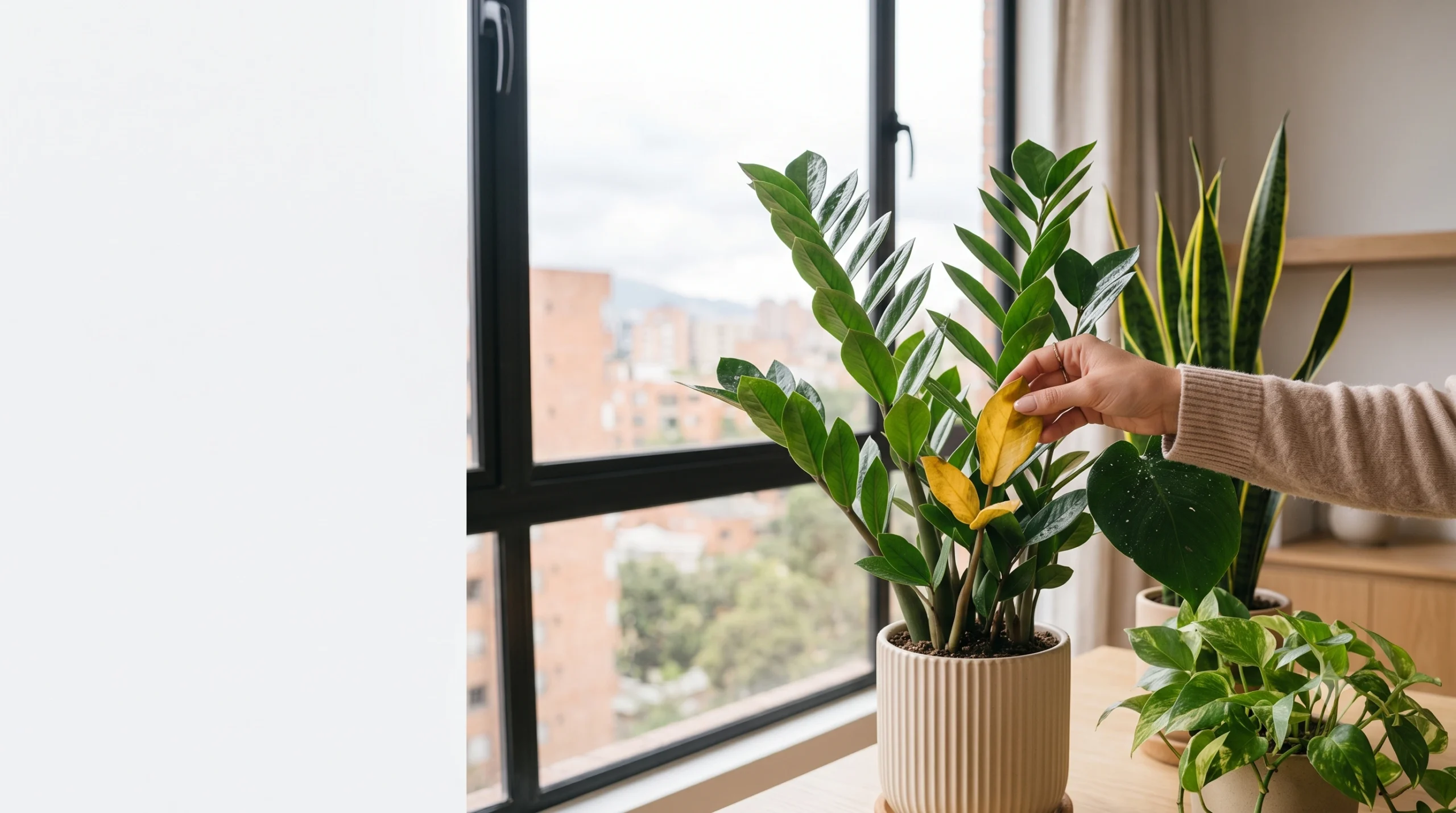Lee más sobre el artículo ¿Por Qué se Ponen Amarillas las Hojas de mis Plantas? (Causas y Soluciones)