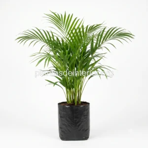 Palma Areca