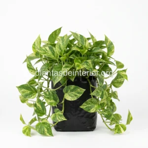 Potos (Pothos)