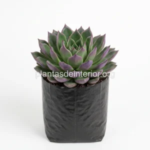 Suculentas Surtidas